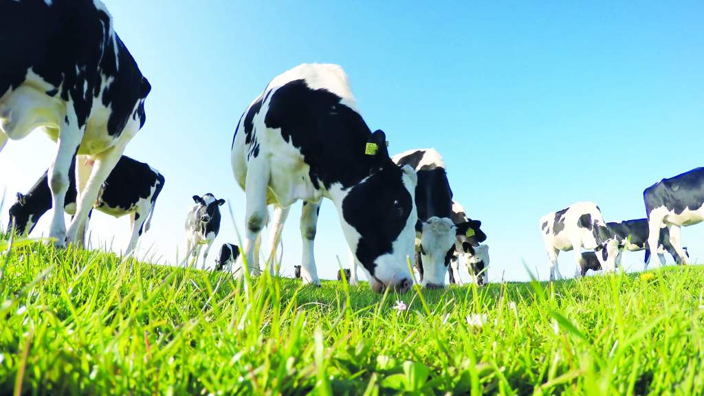 FREE Farmer Webinar delivered by XLVets – Cattle Worm Control For Optimal Health & Profitability in 2022