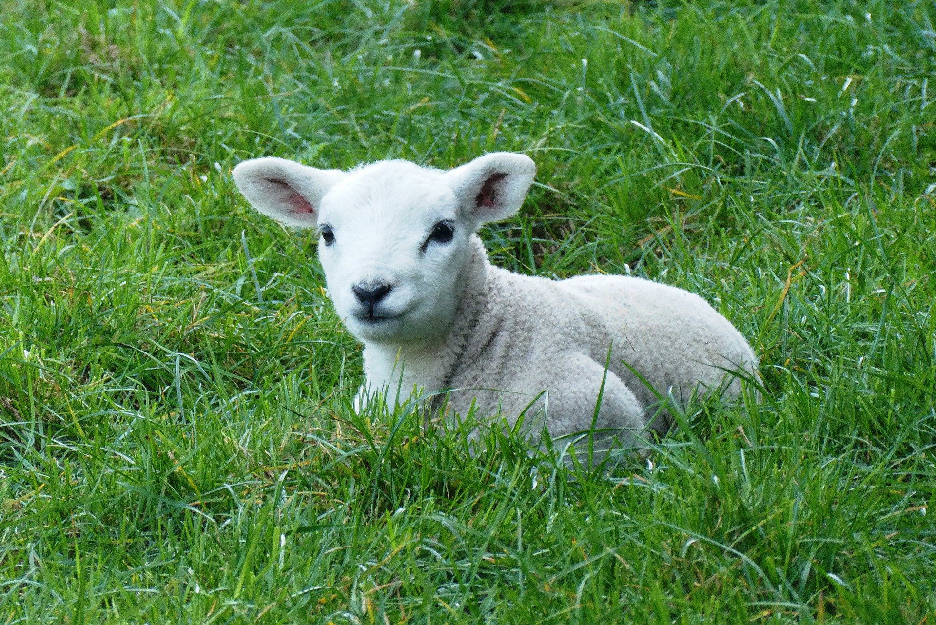 Managing The Newborn Lamb