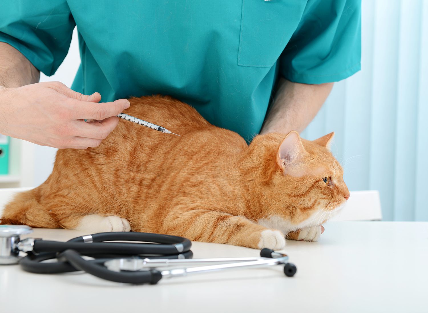 DIABETES IN CATS AND DOGS